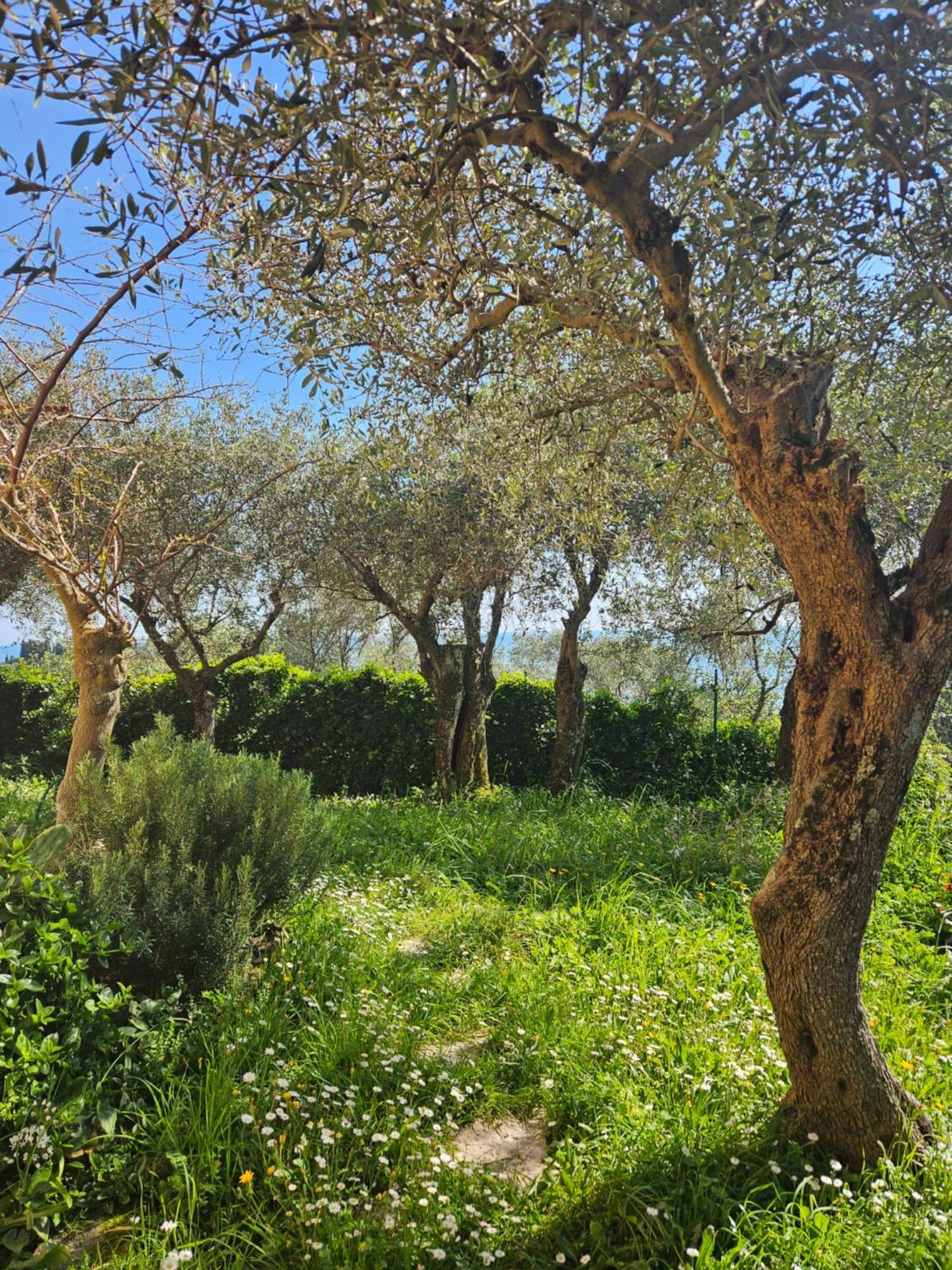Villa Degli Ulivi - Free Parking Lerici Dış mekan fotoğraf
